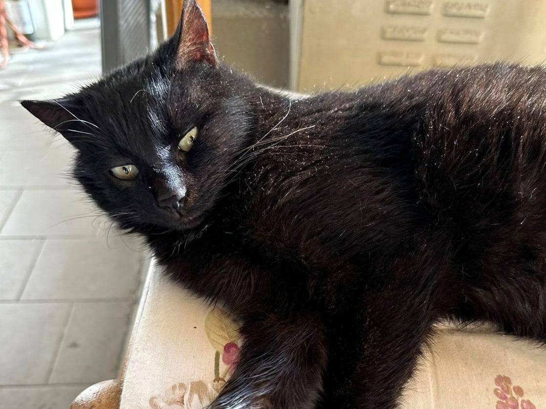 Adotta un gatto, maschio, 9 mesi, Firenze