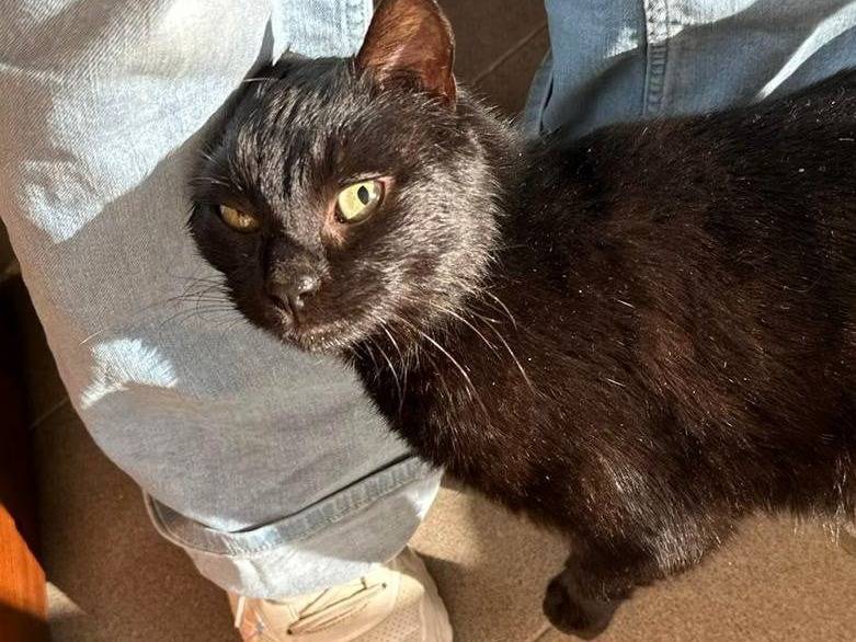 Adotta un gatto, taglia non valida, maschio, Firenze