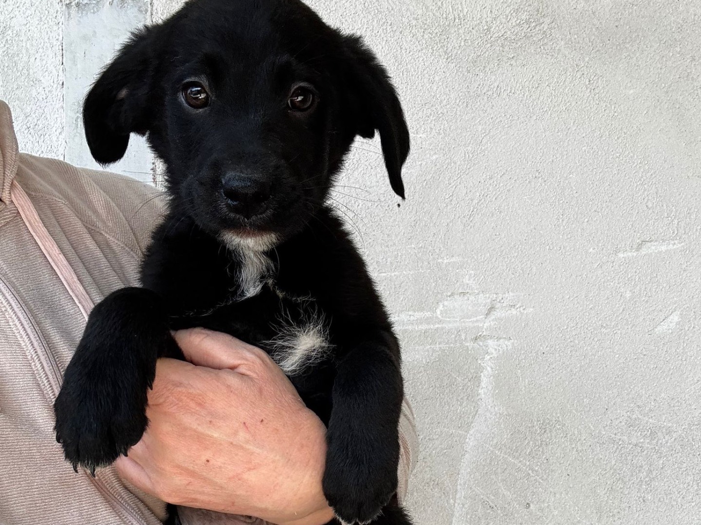 Adozione cane, maschio, Razza sconosciuta Razza sconosciuta, 1 mesi, taglia media, Salerno