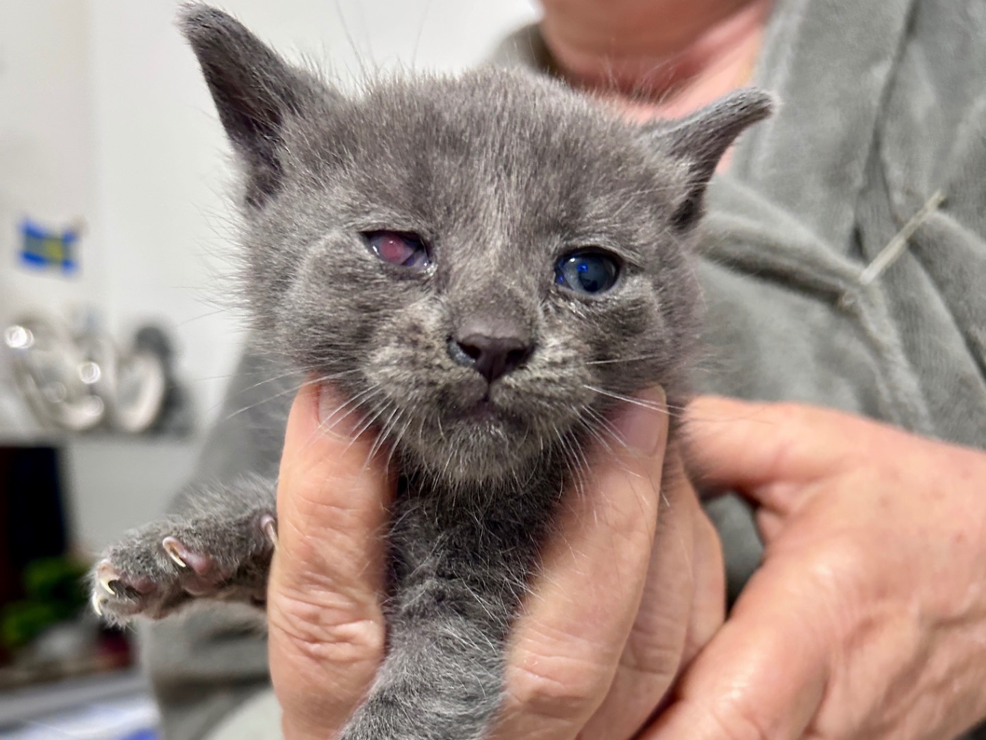 Adozione gatto, femmina, Razza sconosciuta Razza sconosciuta, 1 mesi, taglia non valida, Chieti