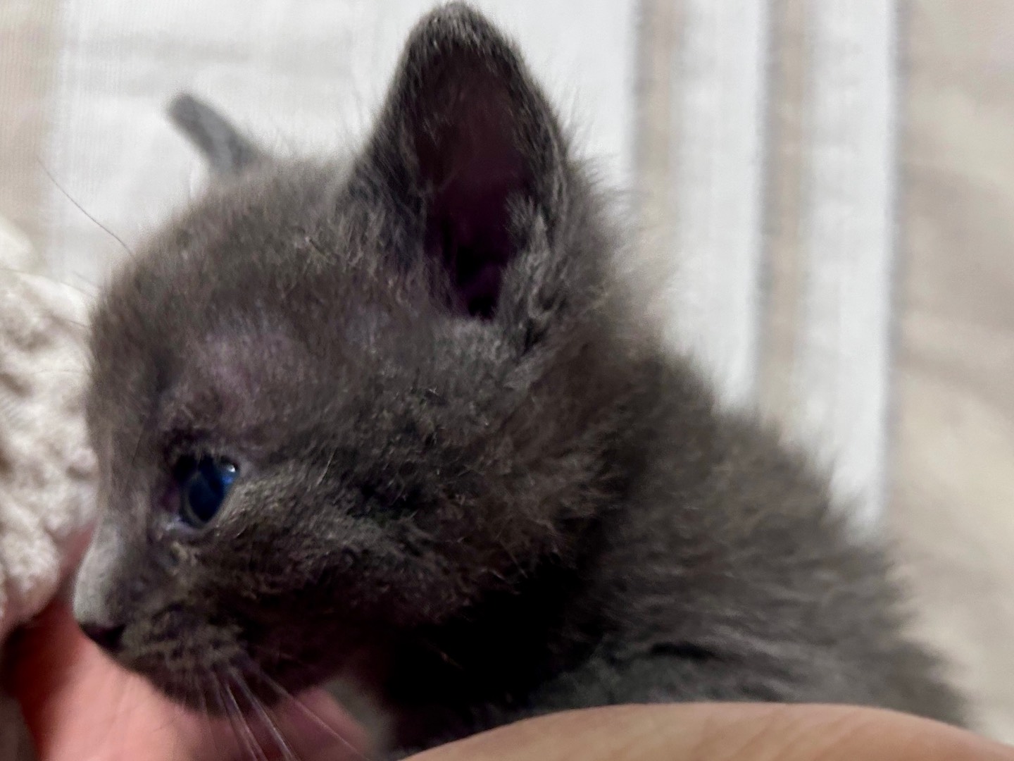 Adotta un gatto, taglia non valida, femmina, Chieti