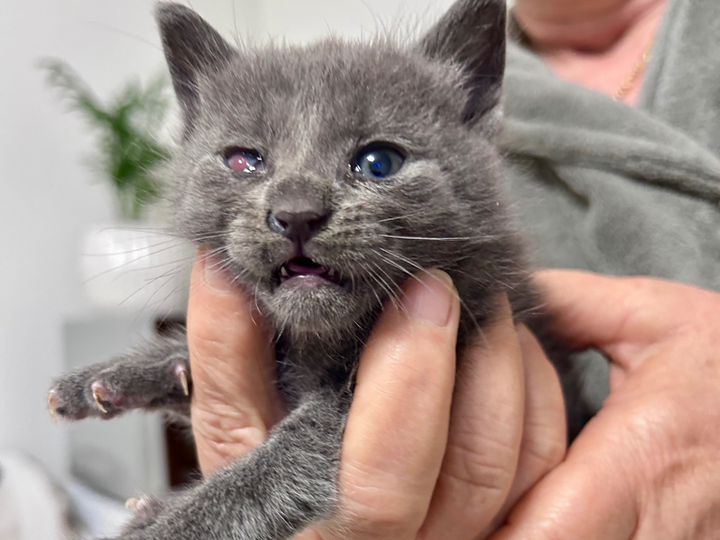 Adotta il gatto Grace a Chieti