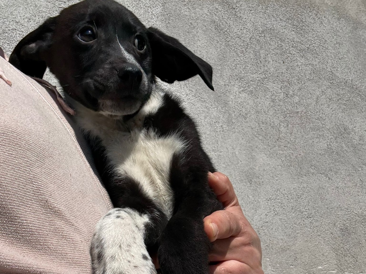 Adozione cane, maschio, Razza sconosciuta Razza sconosciuta, 2 mesi, taglia media, Salerno