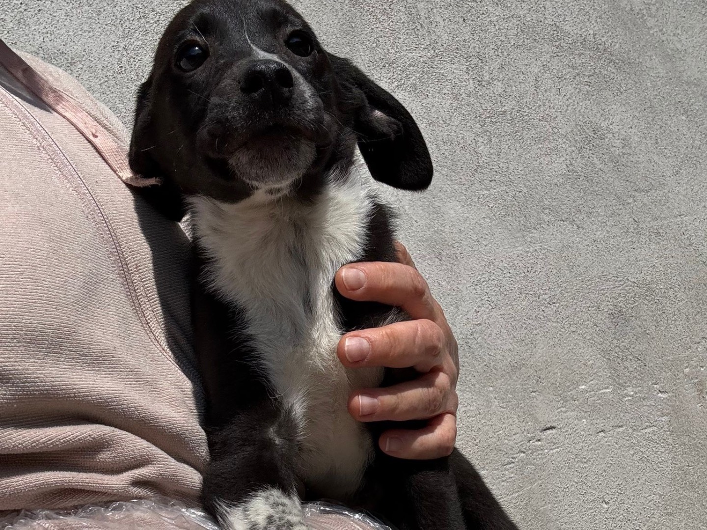 Adotta un cane, maschio, 2 mesi, Salerno