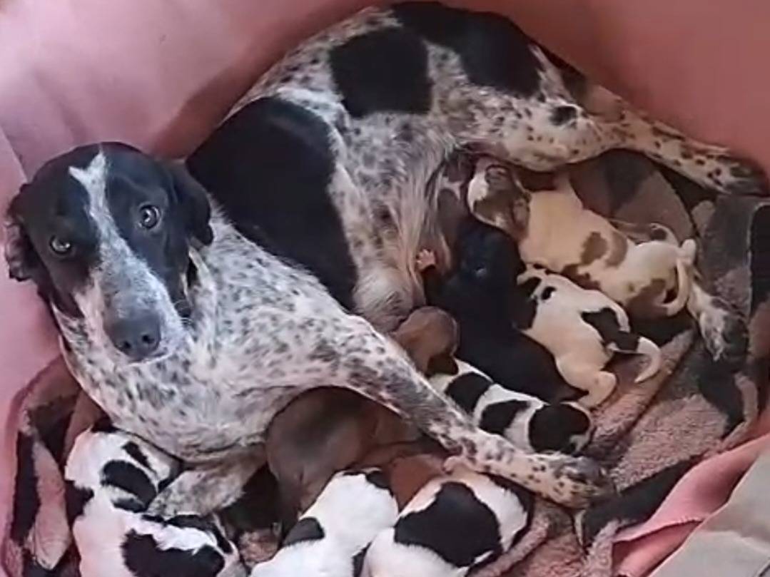 Adotta il cane DOBBY a Reggio