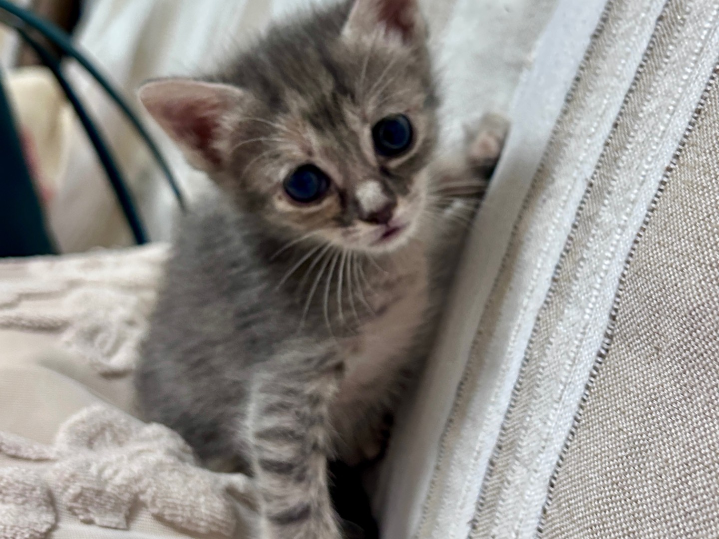 Vuoi adottare un gatto a Chieti?