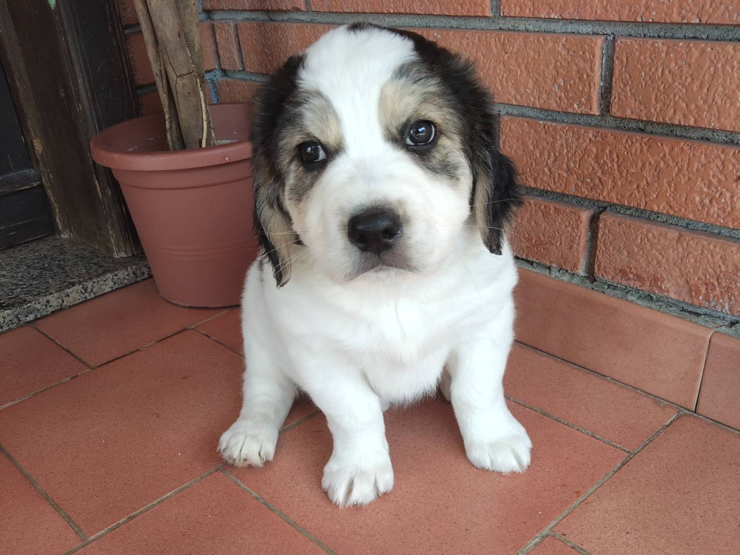 Vuoi adottare un cane a Reggio?