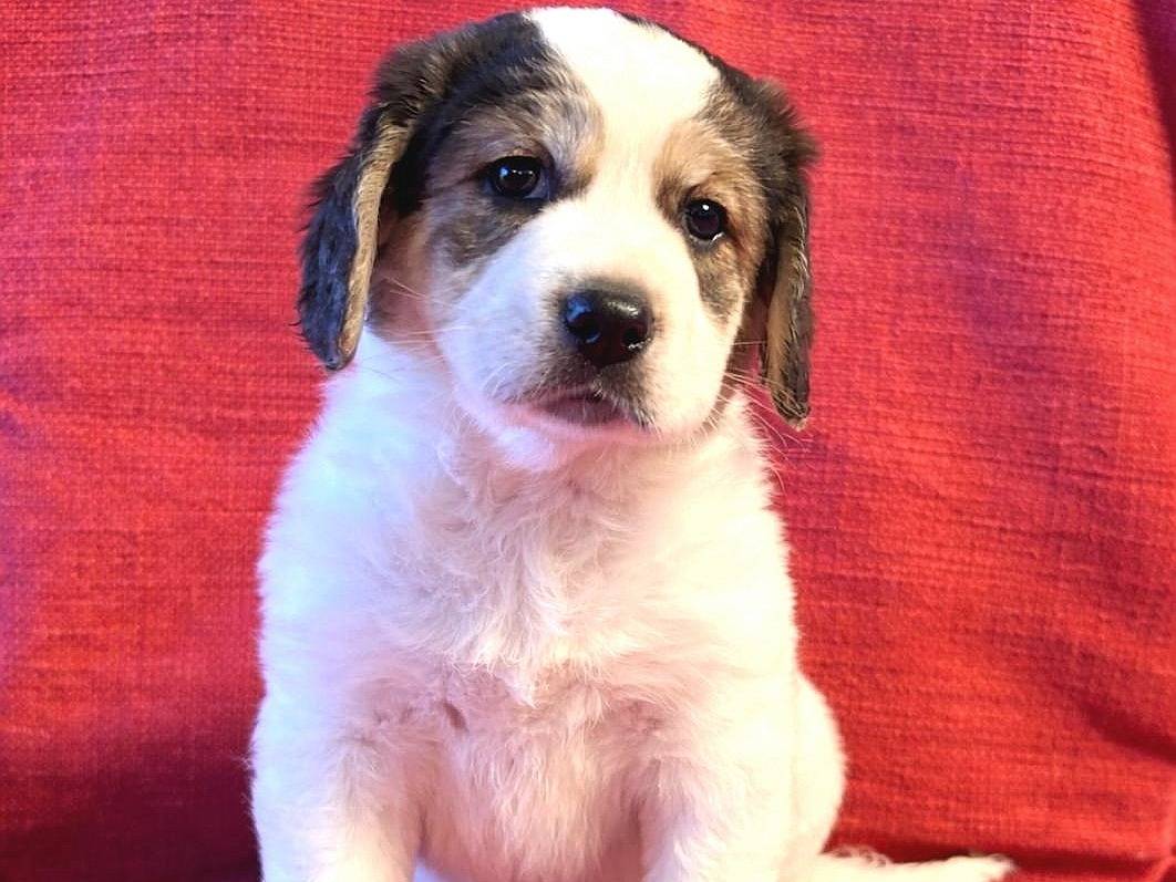 Adotta il cane HAGRID a Reggio