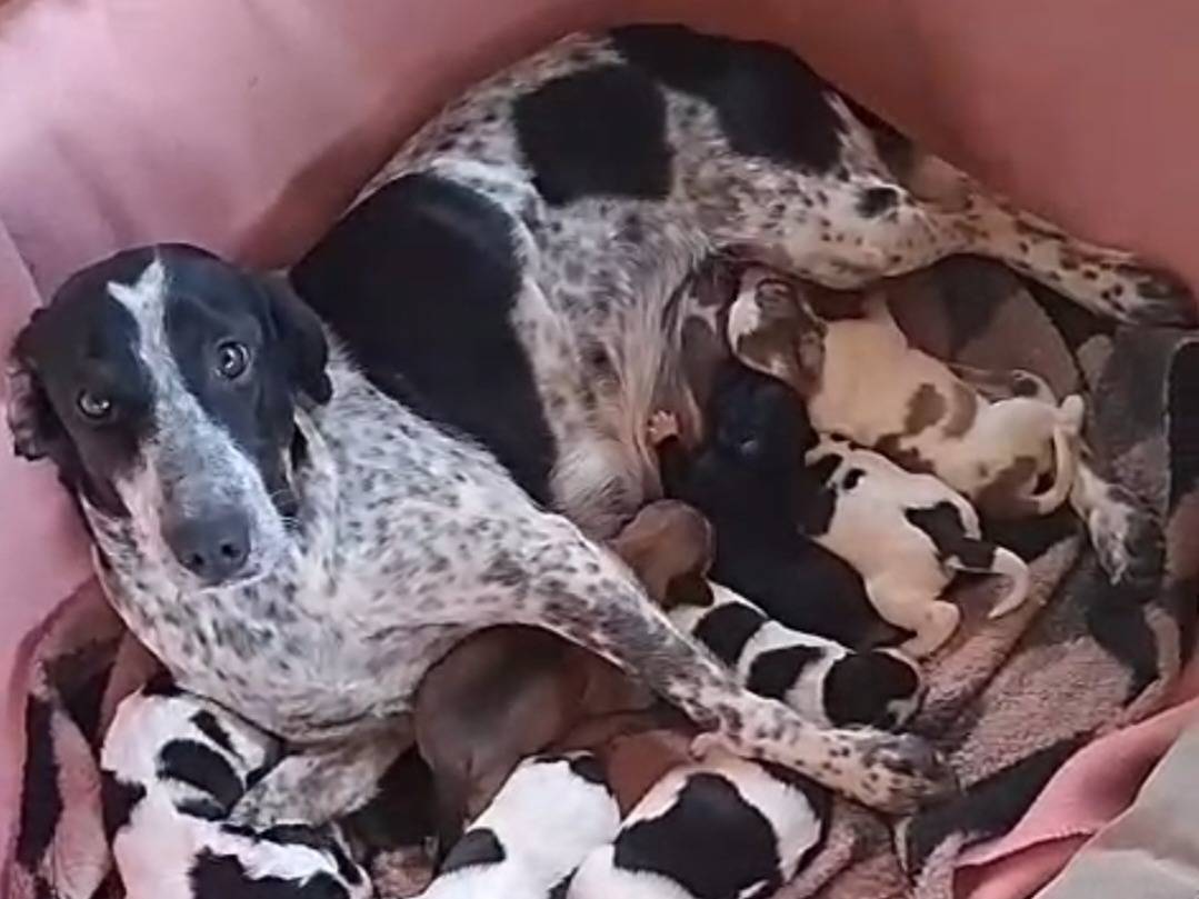 Adotta il cane FRED  a Reggio