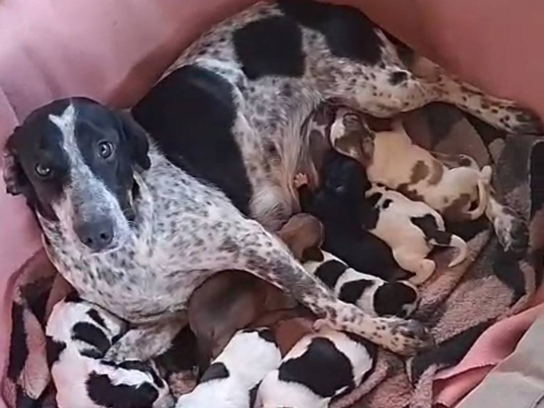 Adotta il cane JINNY a Reggio