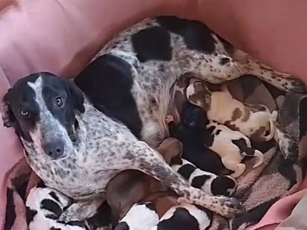 Adotta il cane HARRY  a Reggio