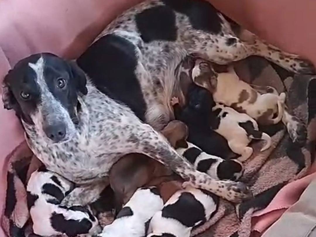 Adotta il cane RON  a Reggio