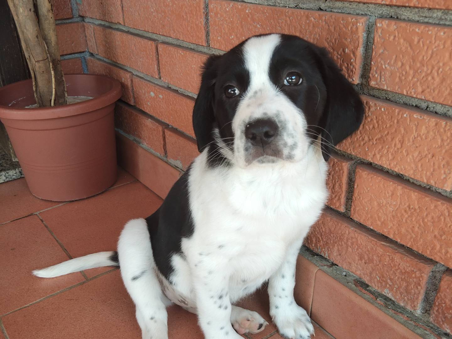Adotta un cane, taglia media, femmina, Reggio
