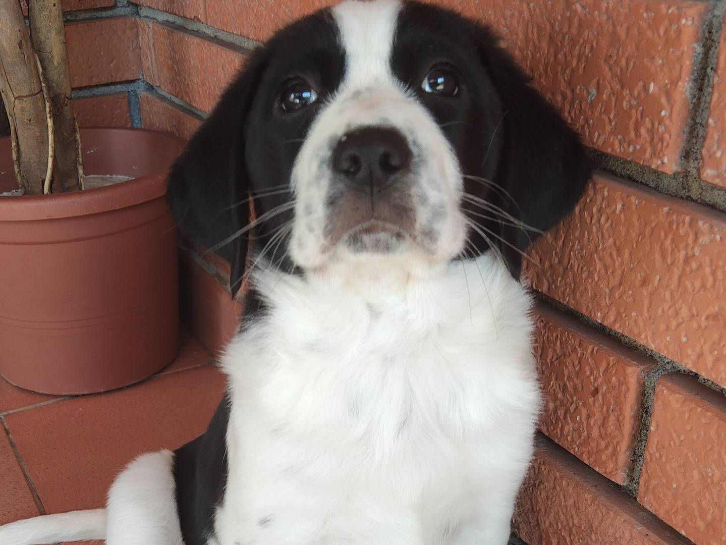 Adozione cane, femmina, Razza sconosciuta Segugio, 2 settimane, taglia media, Reggio