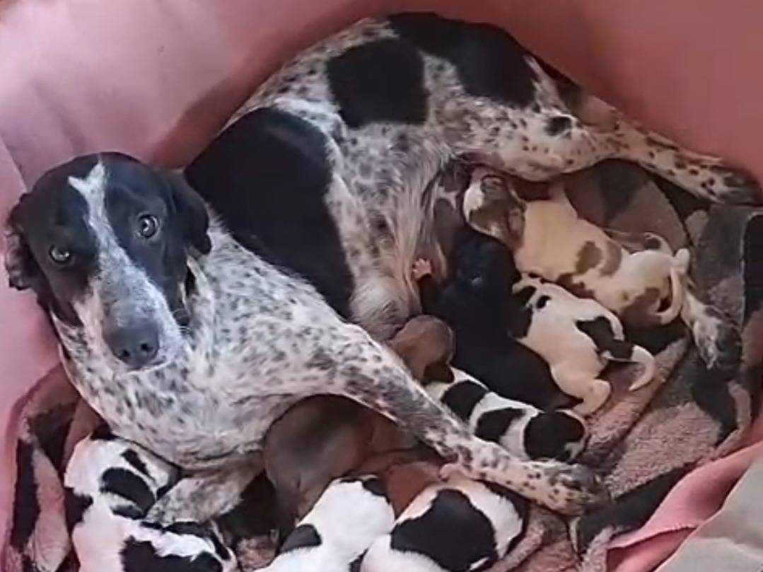 Vuoi adottare un cane a Reggio?