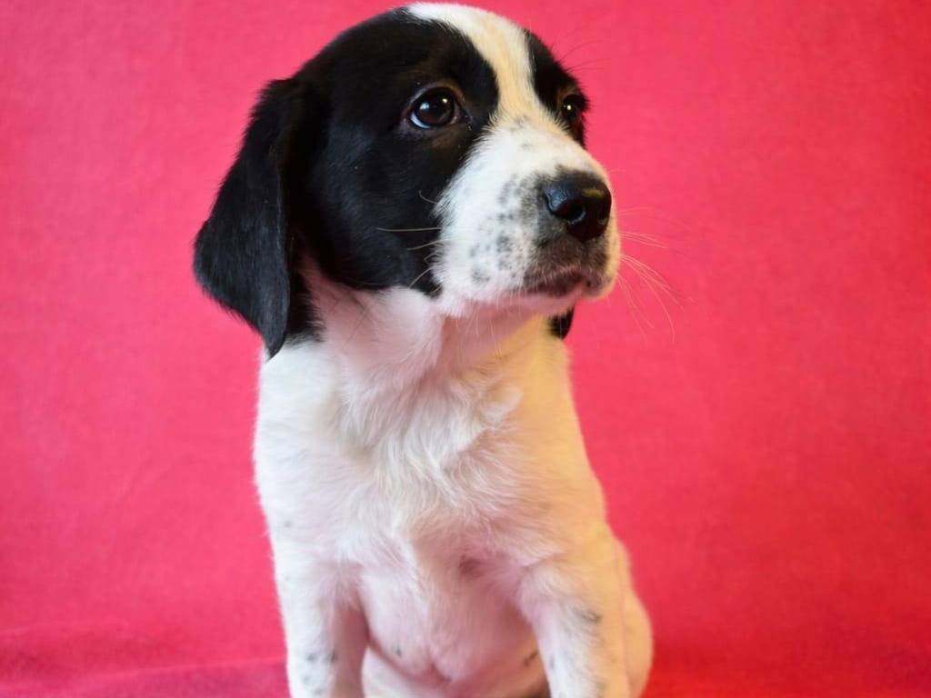 Adotta il cane HERMIONE  a Reggio