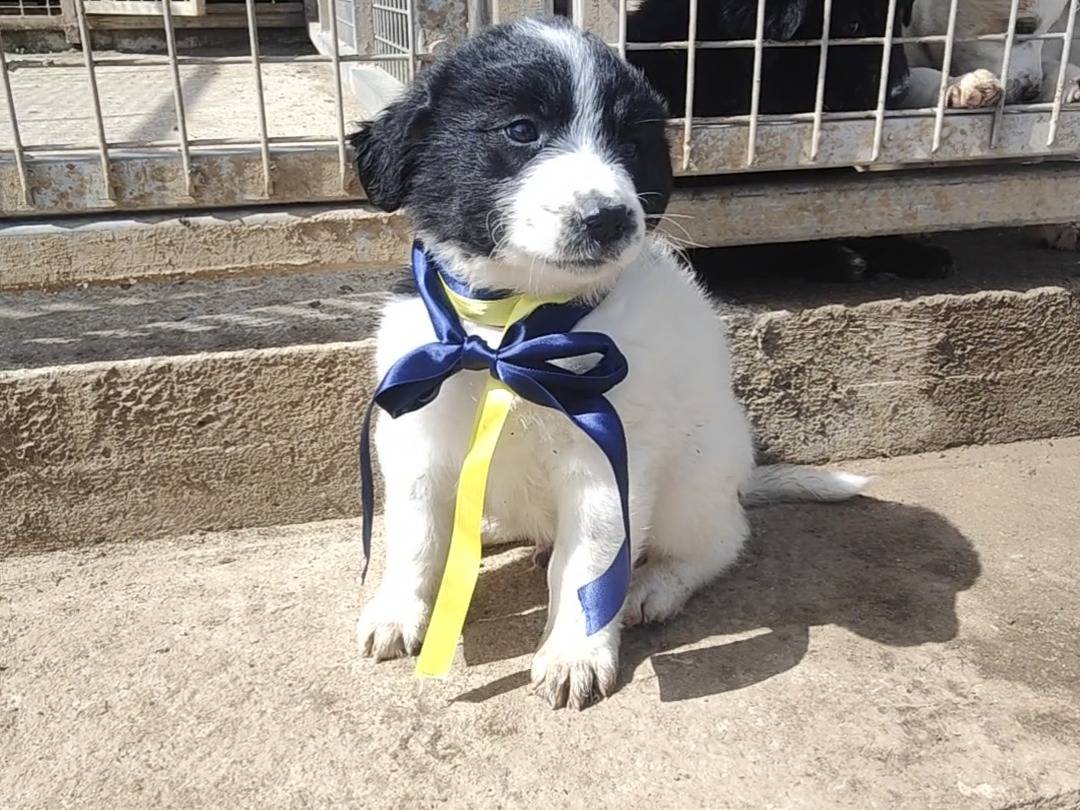 Adozione cane, maschio, Razza sconosciuta Razza sconosciuta, 2 mesi, taglia media, Vibo