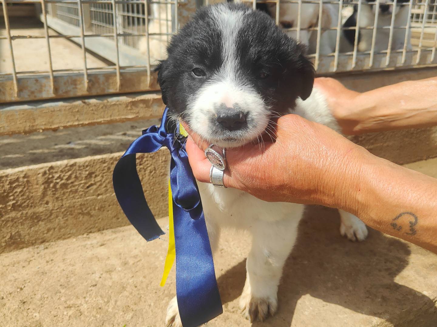 Adotta un cane, maschio, 2 mesi, Vibo