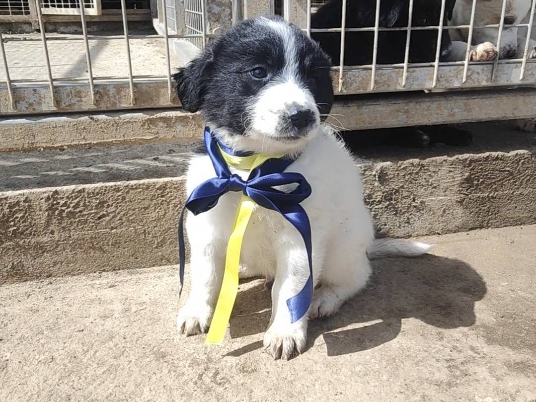 Vuoi adottare un cane a Vibo?