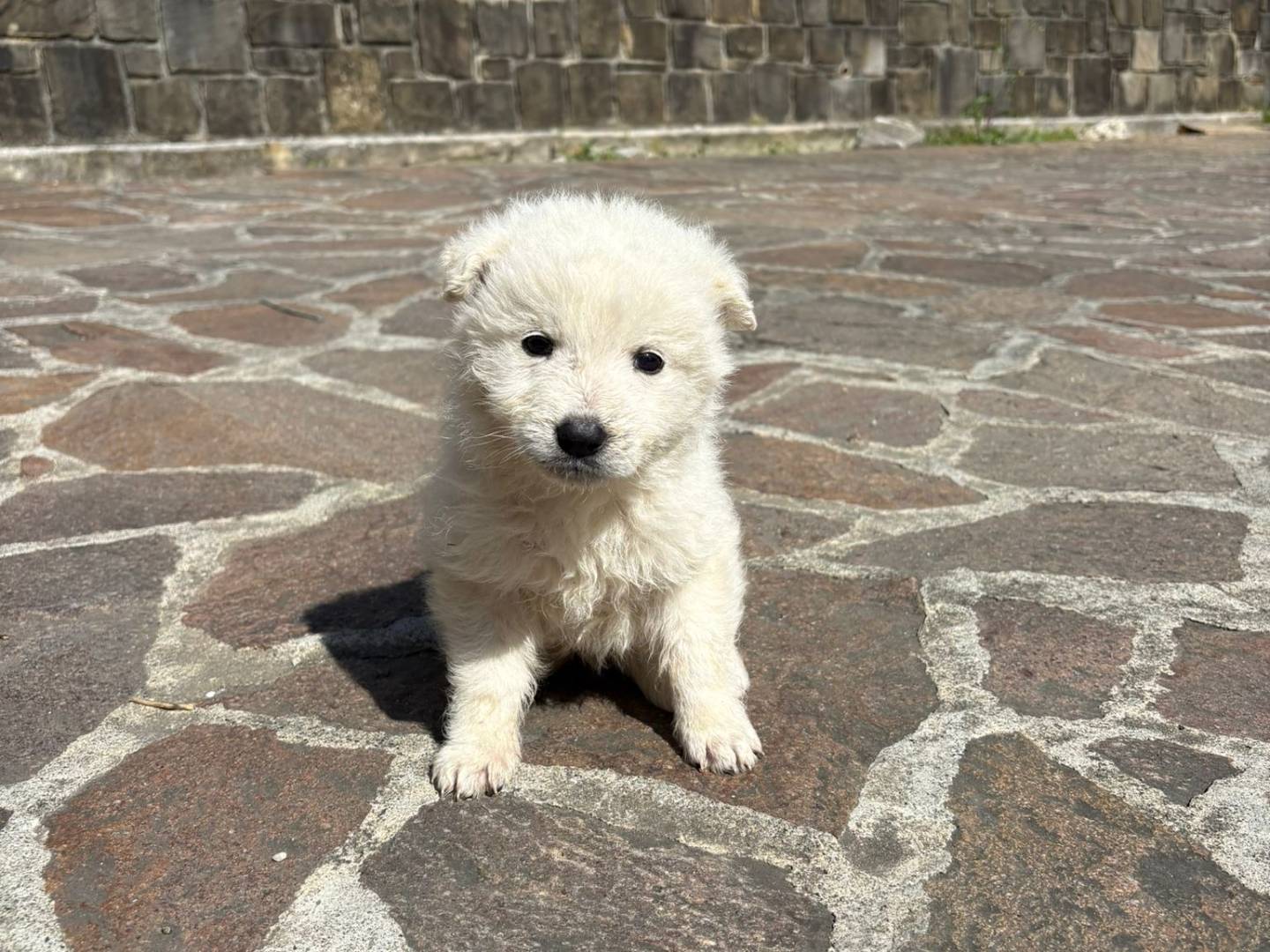 Adozione cane, femmina, Pastore maremmano Razza sconosciuta, 2 mesi, taglia media, Potenza