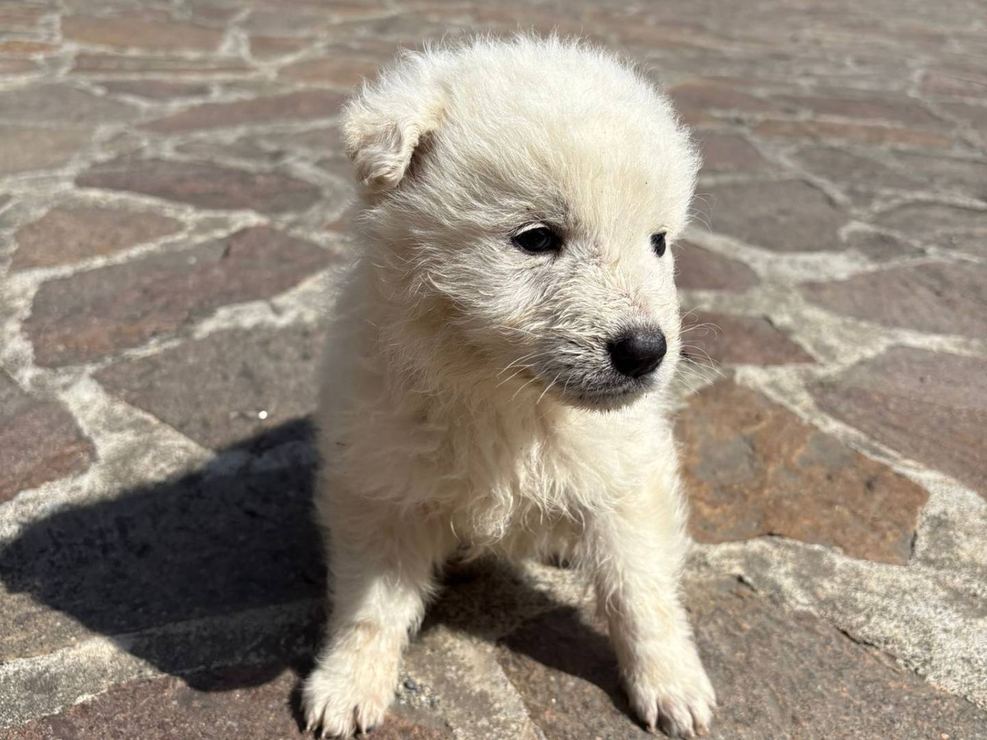 Adotta un cane, femmina, 2 mesi, Potenza