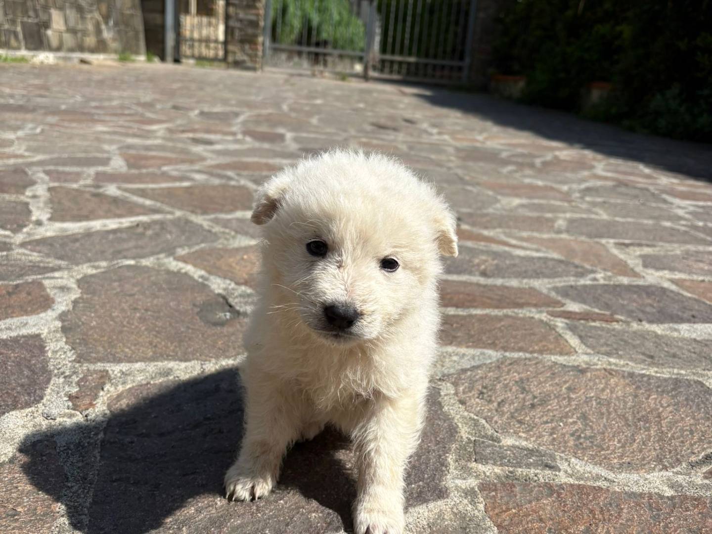 Adotta un cane, taglia media, femmina, Potenza