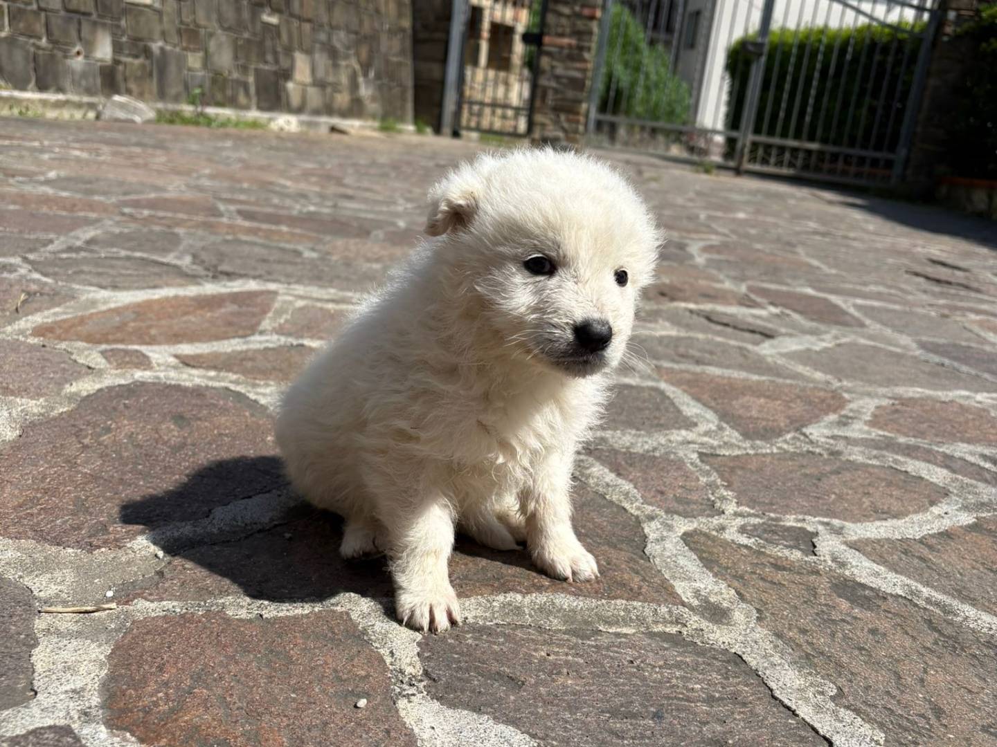 Vuoi adottare un cane a Potenza?