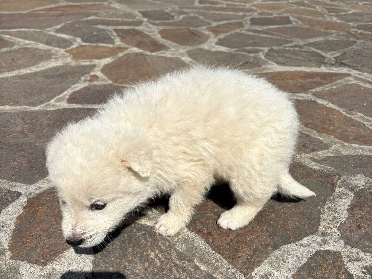 Adotta il cane Desy a Potenza