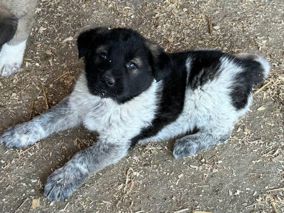 Adozione cane, femmina, Razza sconosciuta Razza sconosciuta, 2 mesi, taglia gigante, Teramo