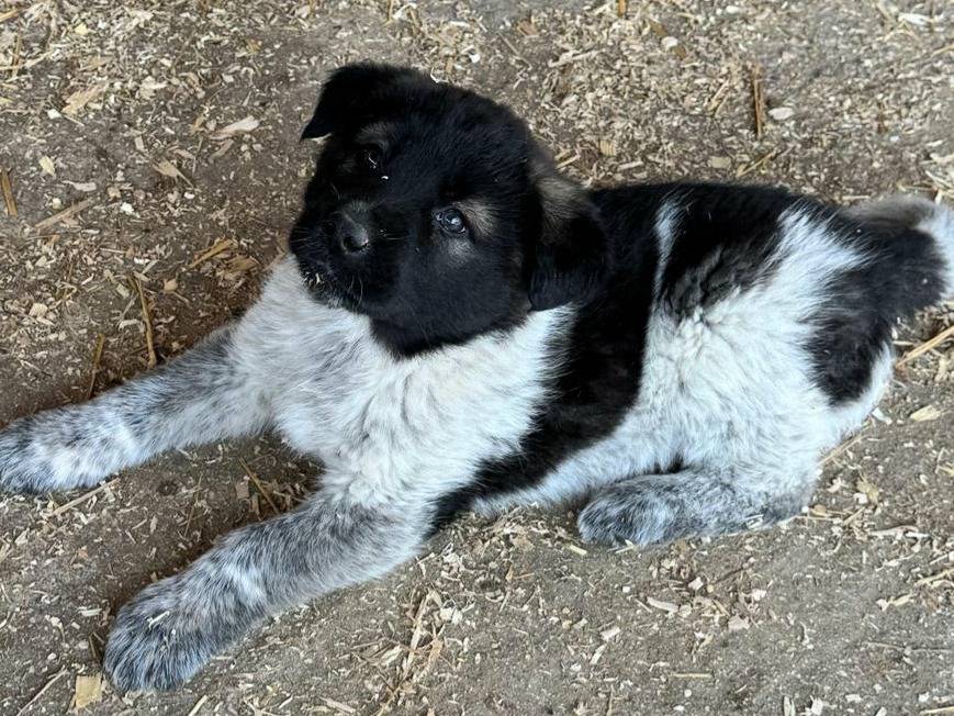 Adotta un cane, femmina, 2 mesi, Teramo