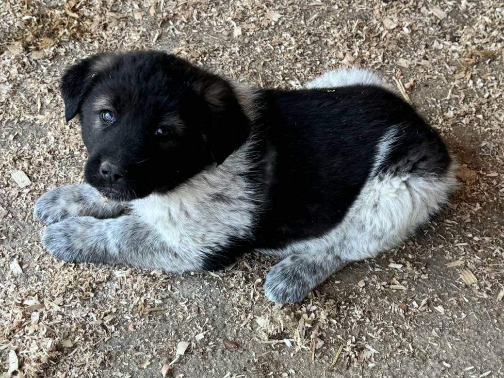 Adotta un cane, taglia gigante, femmina, Teramo