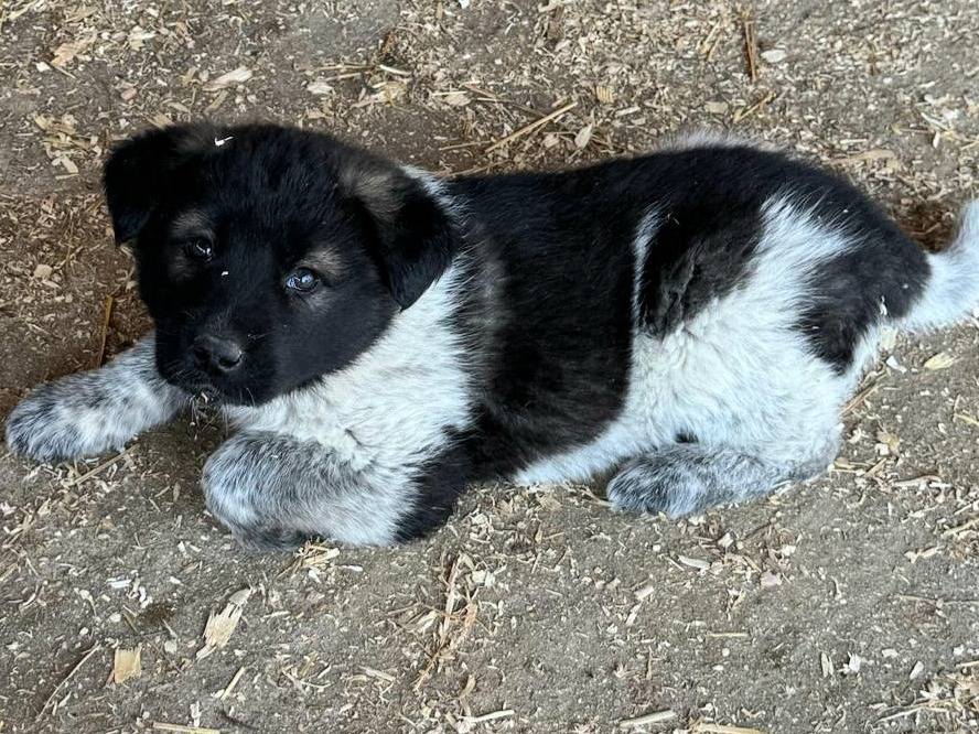 Vuoi adottare un cane a Teramo?