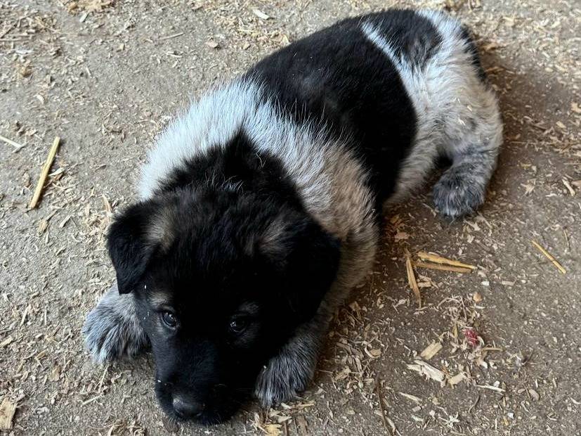 Adotta il cane Aiko a Teramo