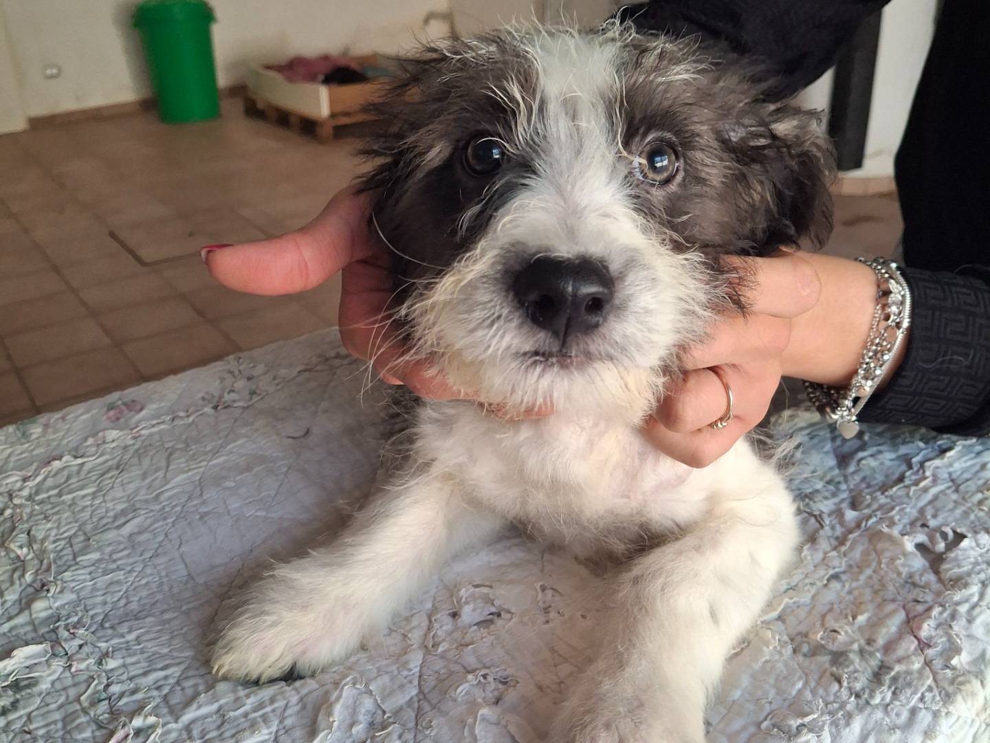 Adozione cane, maschio, Spinone Spinone, 2 mesi, taglia media, Benevento