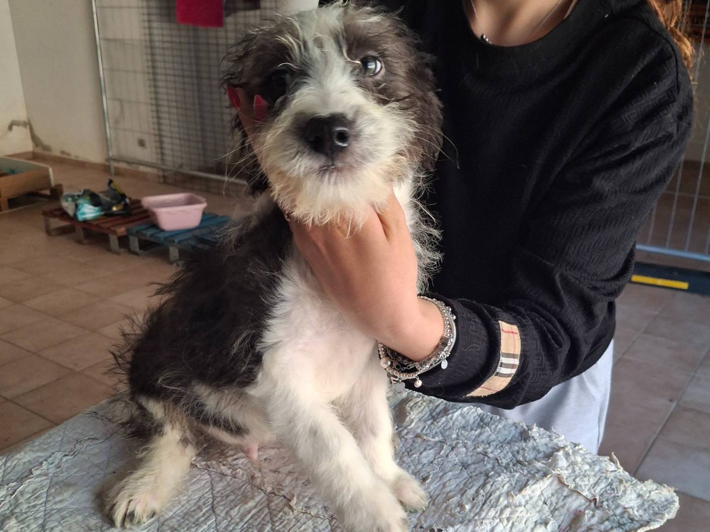 Adotta un cane, maschio, 2 mesi, Benevento