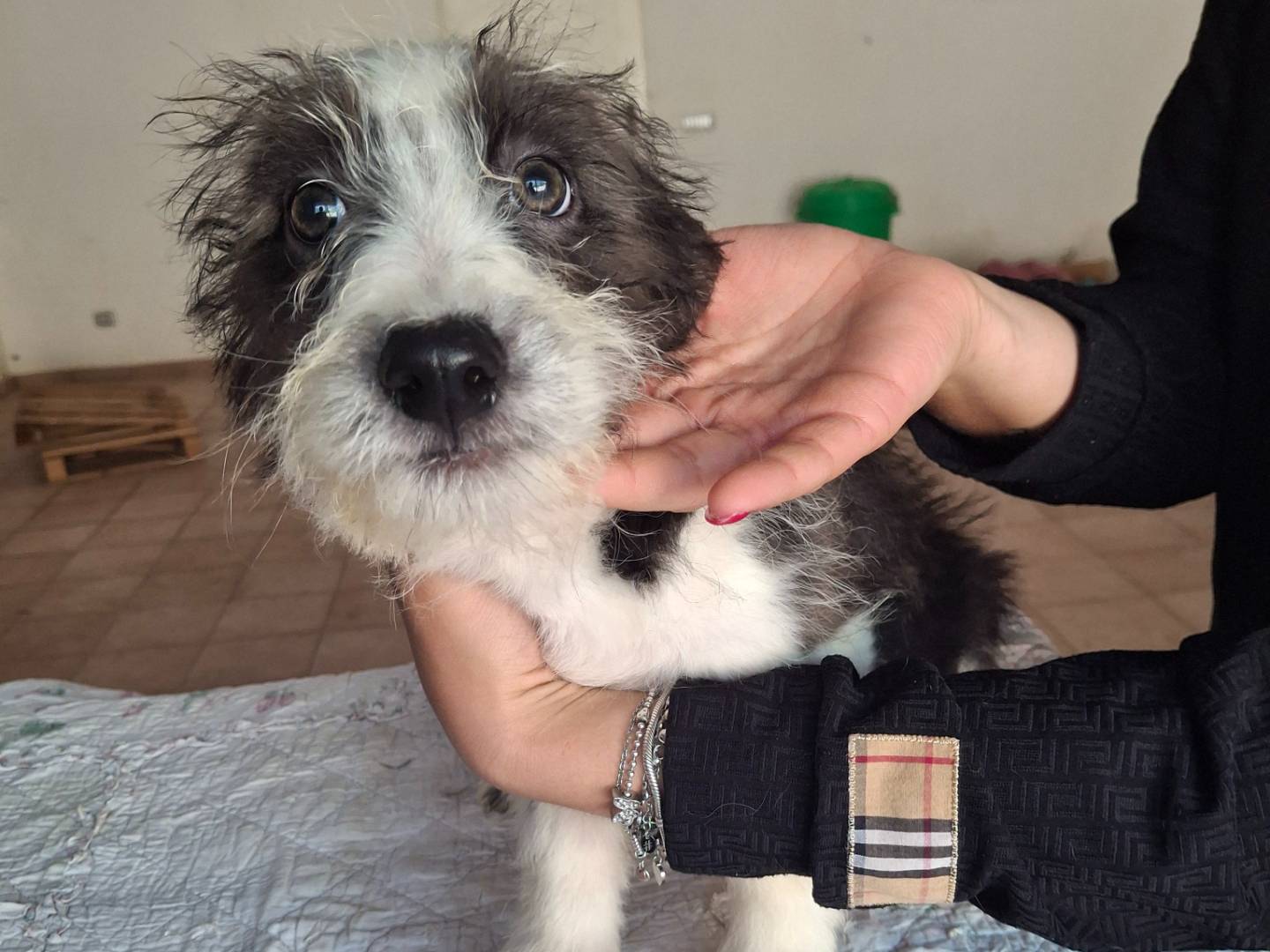 Adotta un cane, taglia media, maschio, Benevento