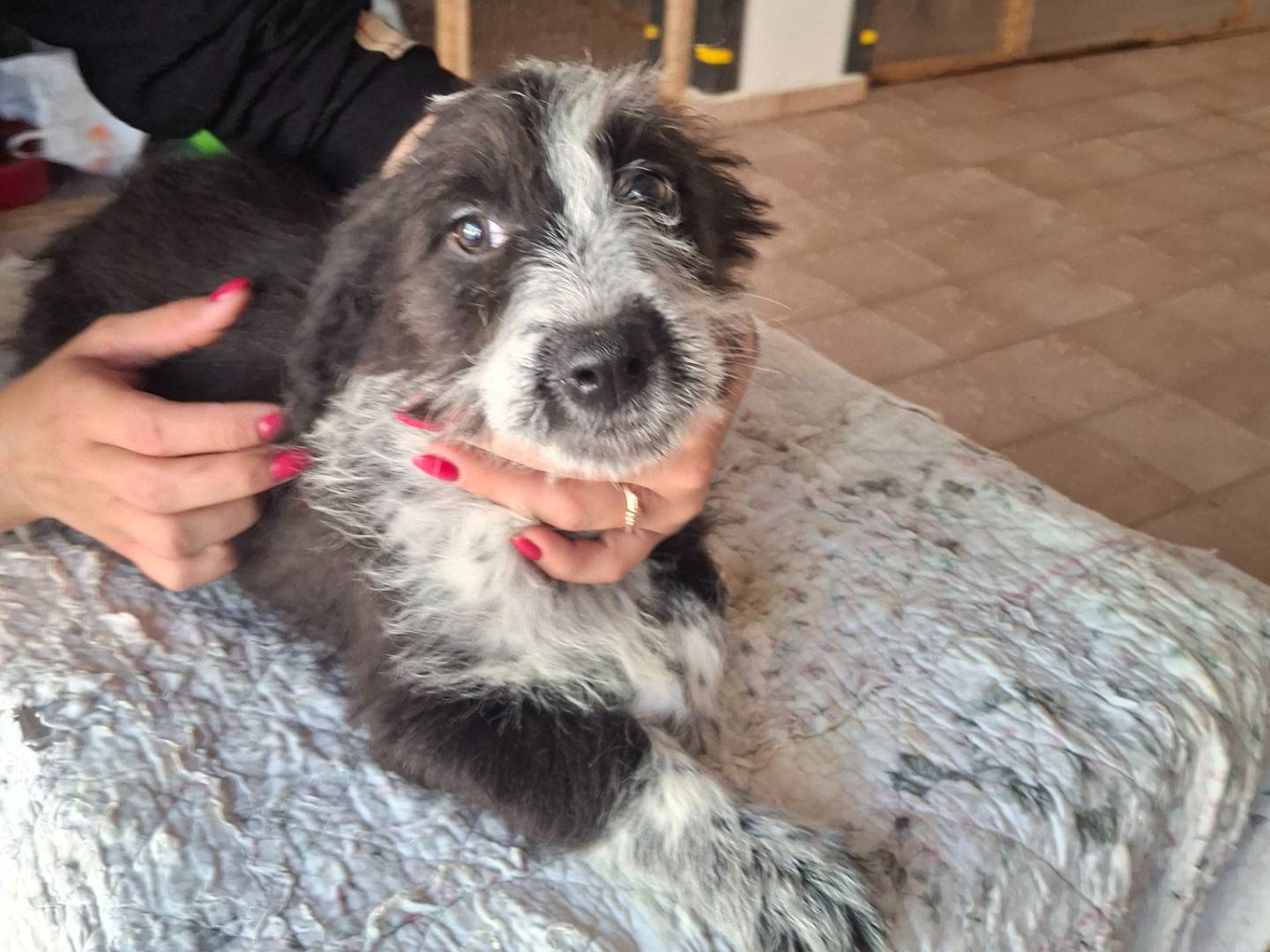 Adozione cane, femmina, Spinone Spinone, 3 mesi, taglia media, Benevento