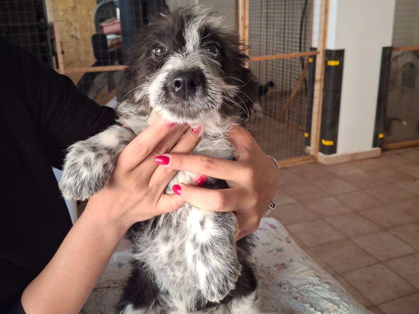 Adotta un cane, femmina, 3 mesi, Benevento