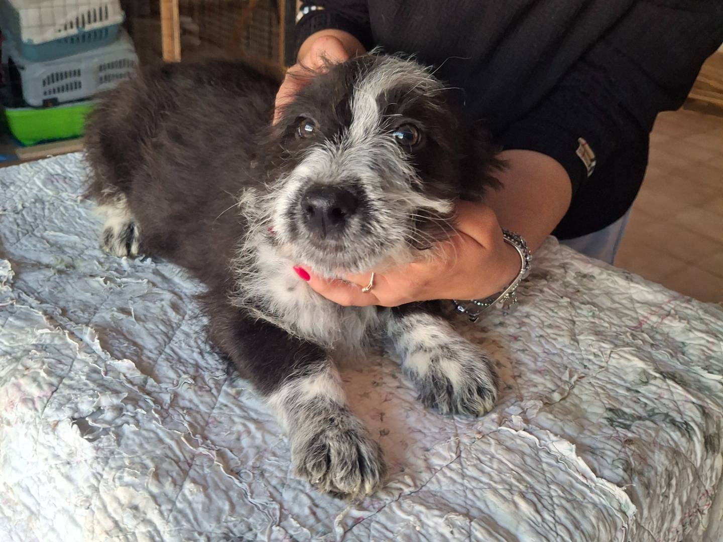 Adotta un cane, taglia media, femmina, Benevento