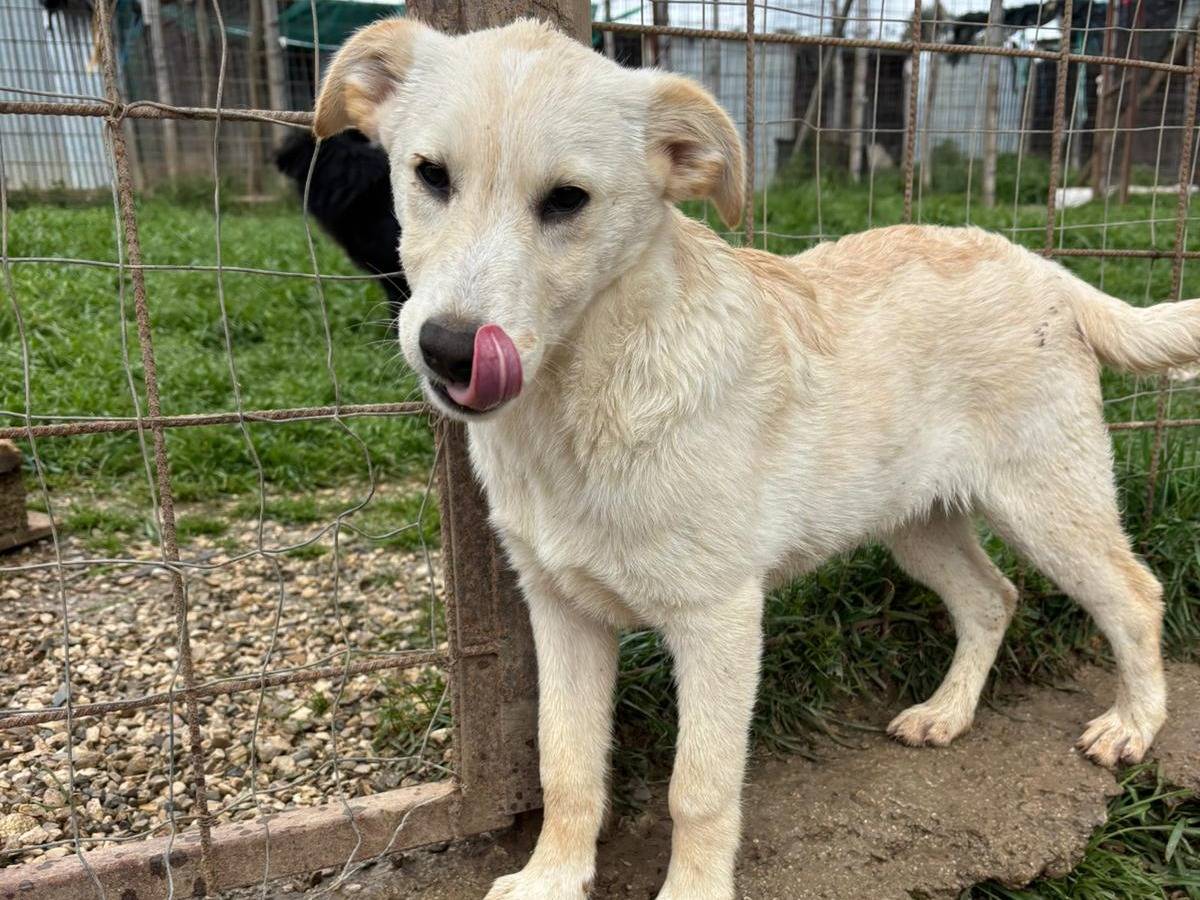 Adozione cane, femmina, Razza sconosciuta Razza sconosciuta, 5 mesi, taglia media contenuta, Benevento