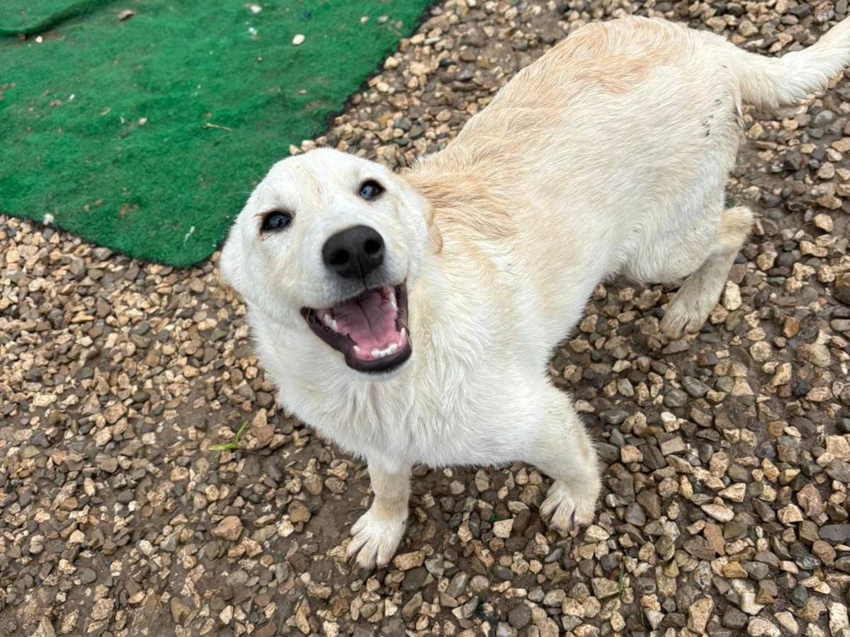 Adotta un cane, femmina, 5 mesi, Benevento