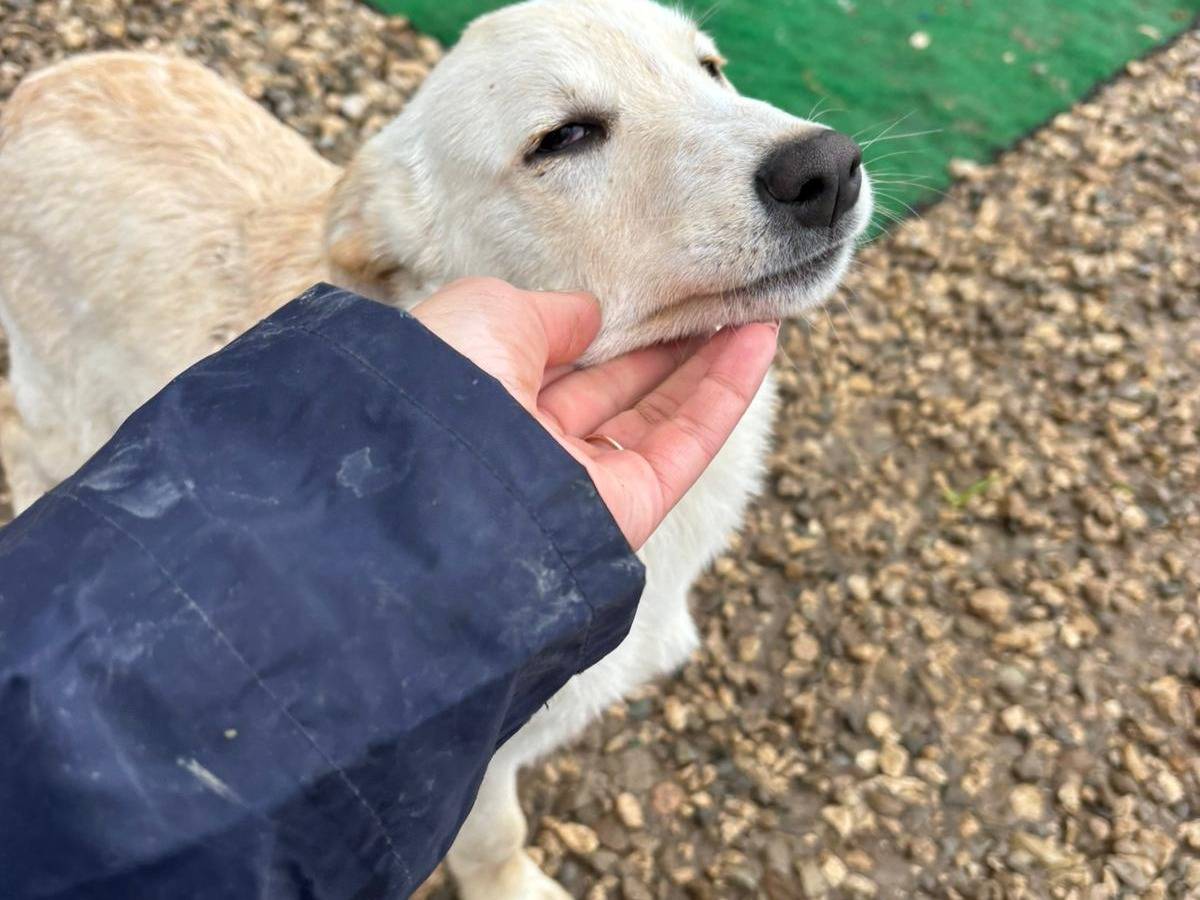 Adotta un cane, taglia media contenuta, femmina, Benevento