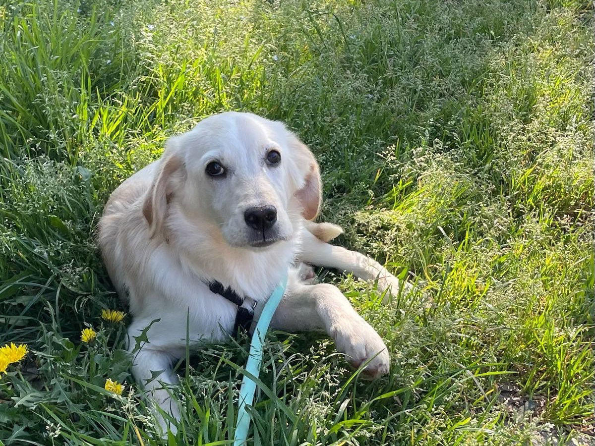 Adotta un cane, femmina, 5 mesi, Milano