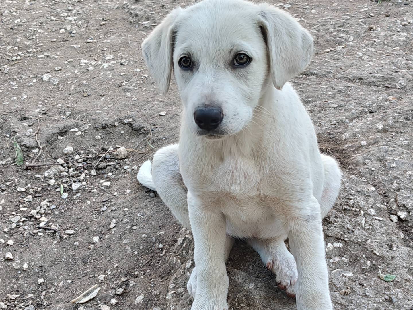 Adozione cane, femmina, Razza sconosciuta Razza sconosciuta, 2 mesi, taglia grande, Trapani