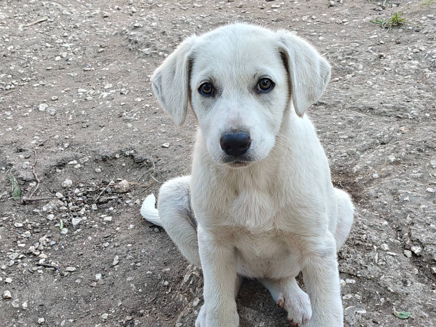 Adotta un cane, femmina, 2 mesi, Trapani