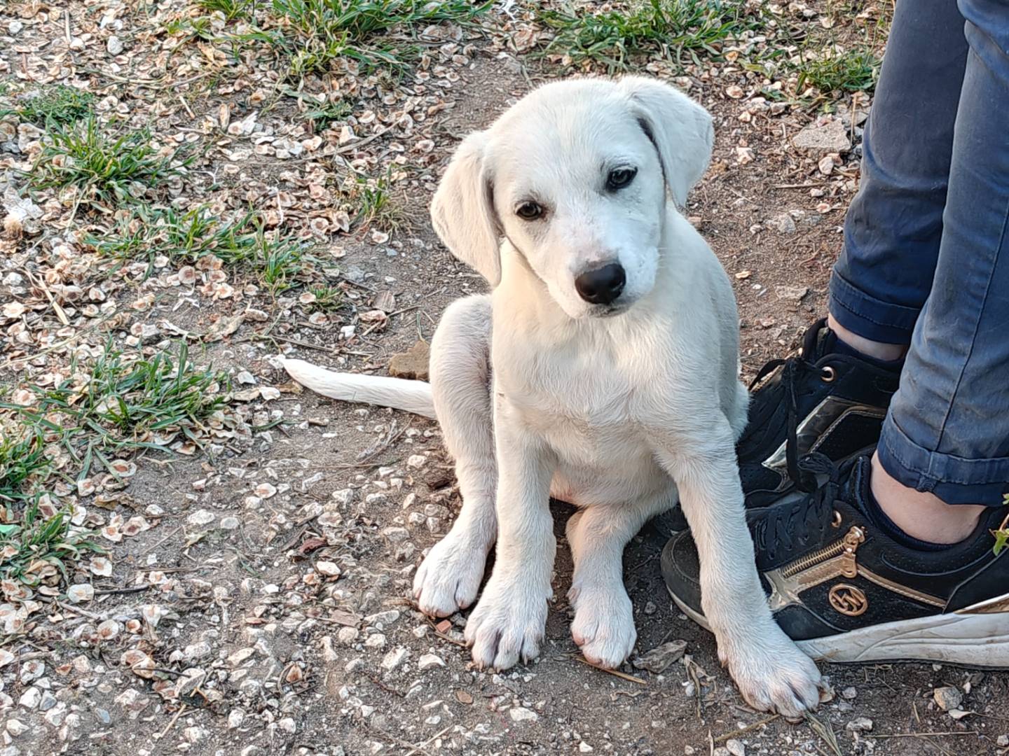Vuoi adottare un cane a Trapani?