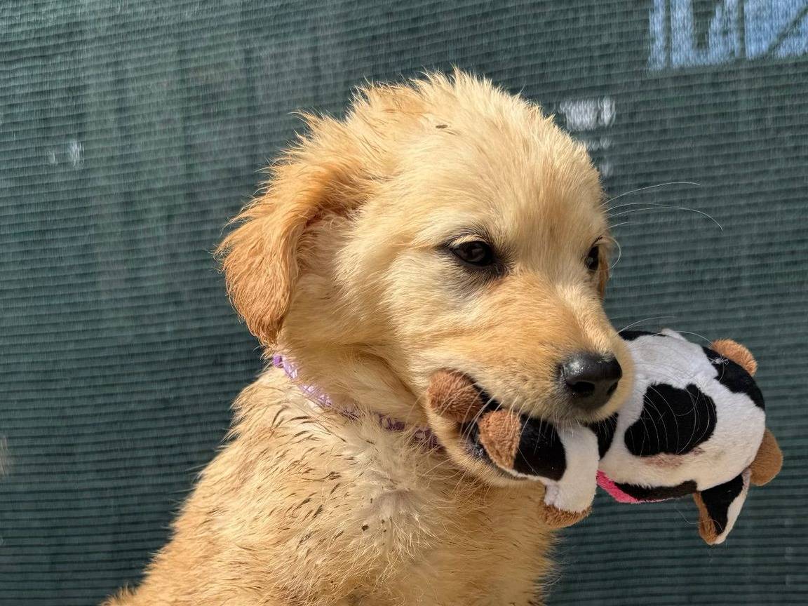 Adozione cane, femmina, Razza sconosciuta Razza sconosciuta, 3 mesi, taglia media contenuta, Matera