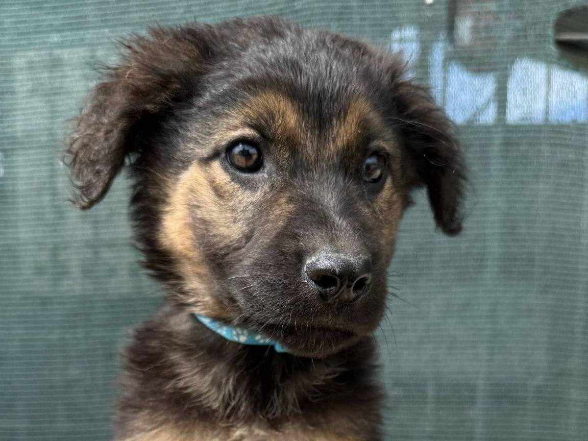 Adozione cane, maschio, Pastore tedesco Razza sconosciuta, 3 mesi, taglia media, Matera
