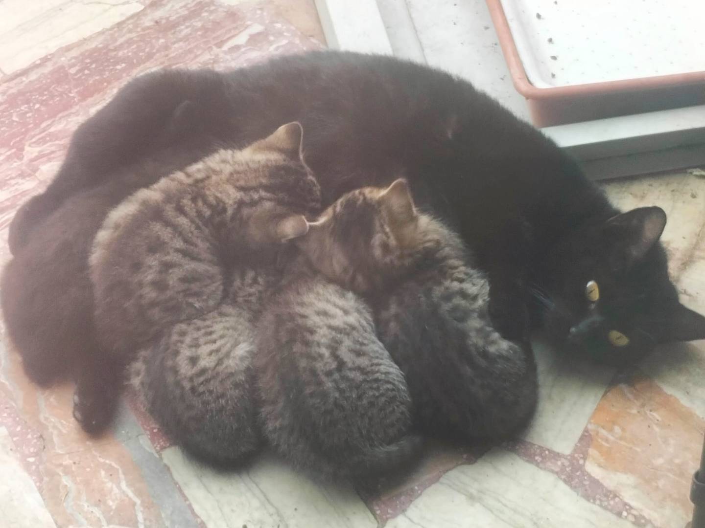 Adozione gatto, femmina, Razza sconosciuta Razza sconosciuta, 1 mesi, taglia non valida, Cremona