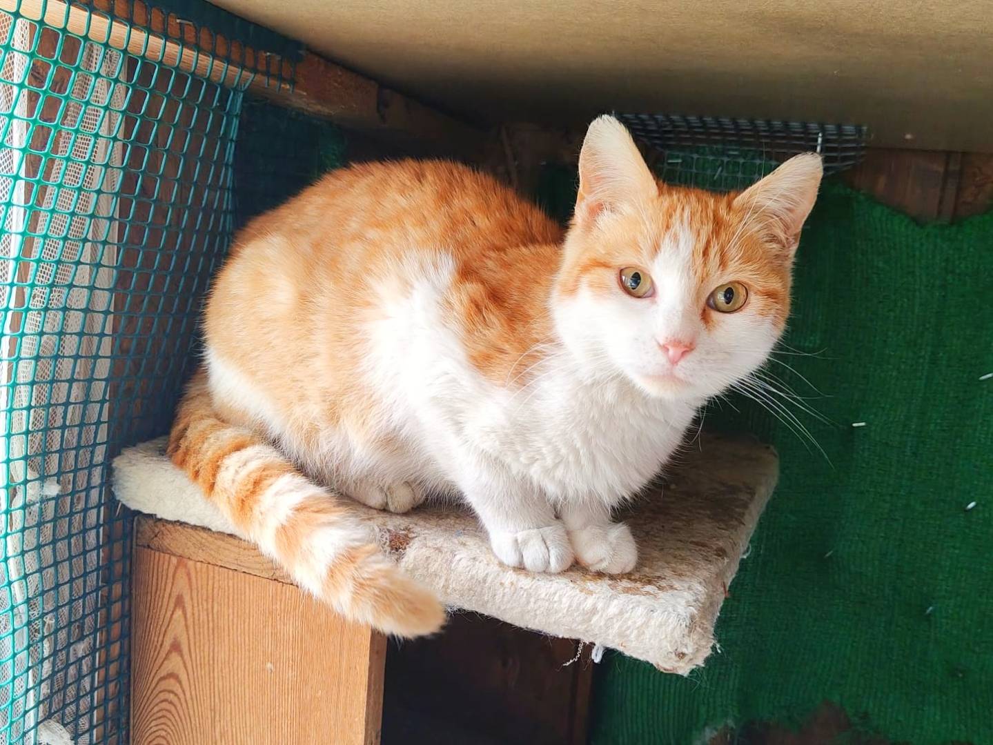 Adozione gatto, maschio, Razza sconosciuta Razza sconosciuta, 4 mesi, taglia non valida, Cremona